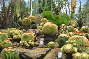 Izu Cactus Park Image