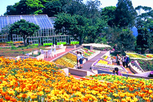 Izu flower Park Image